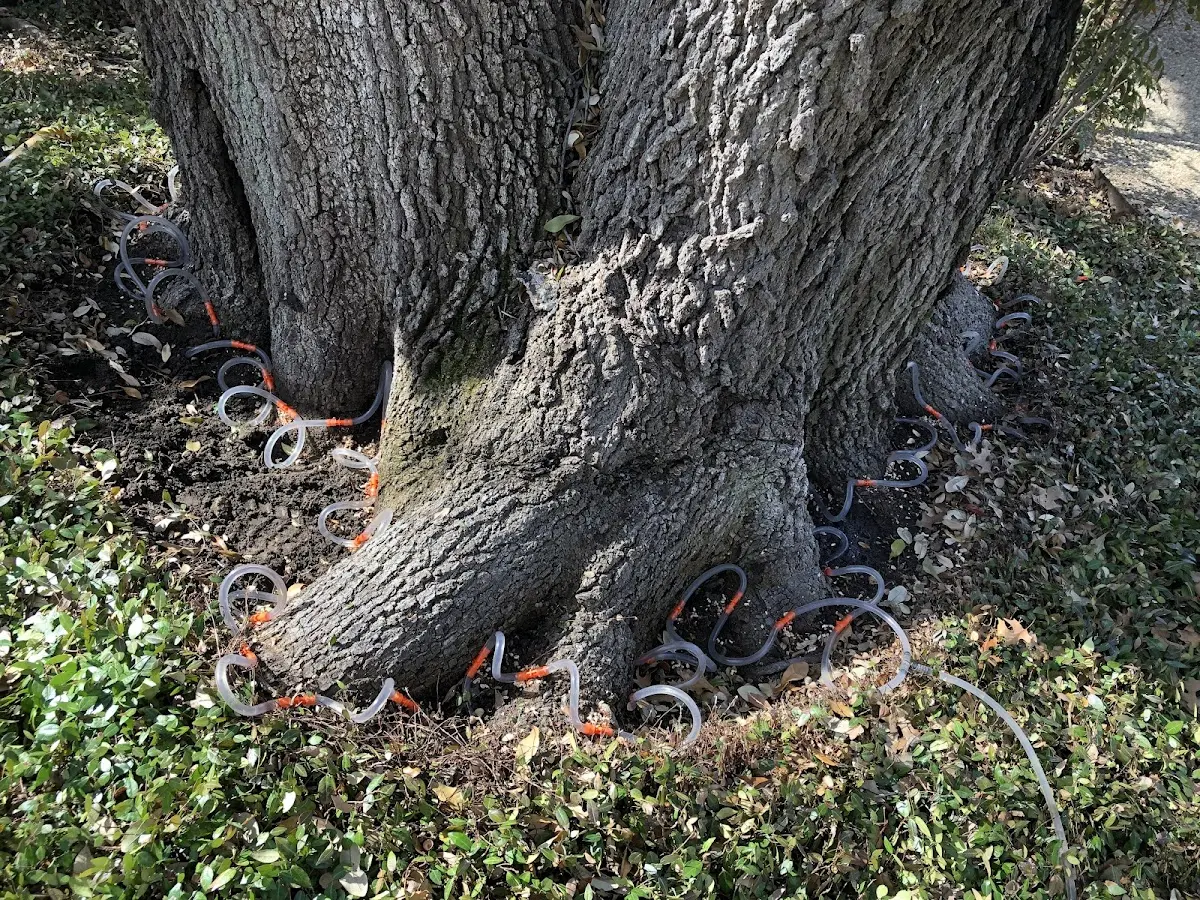 Detailed Tree Cabling and Bracing job site in Tracy City