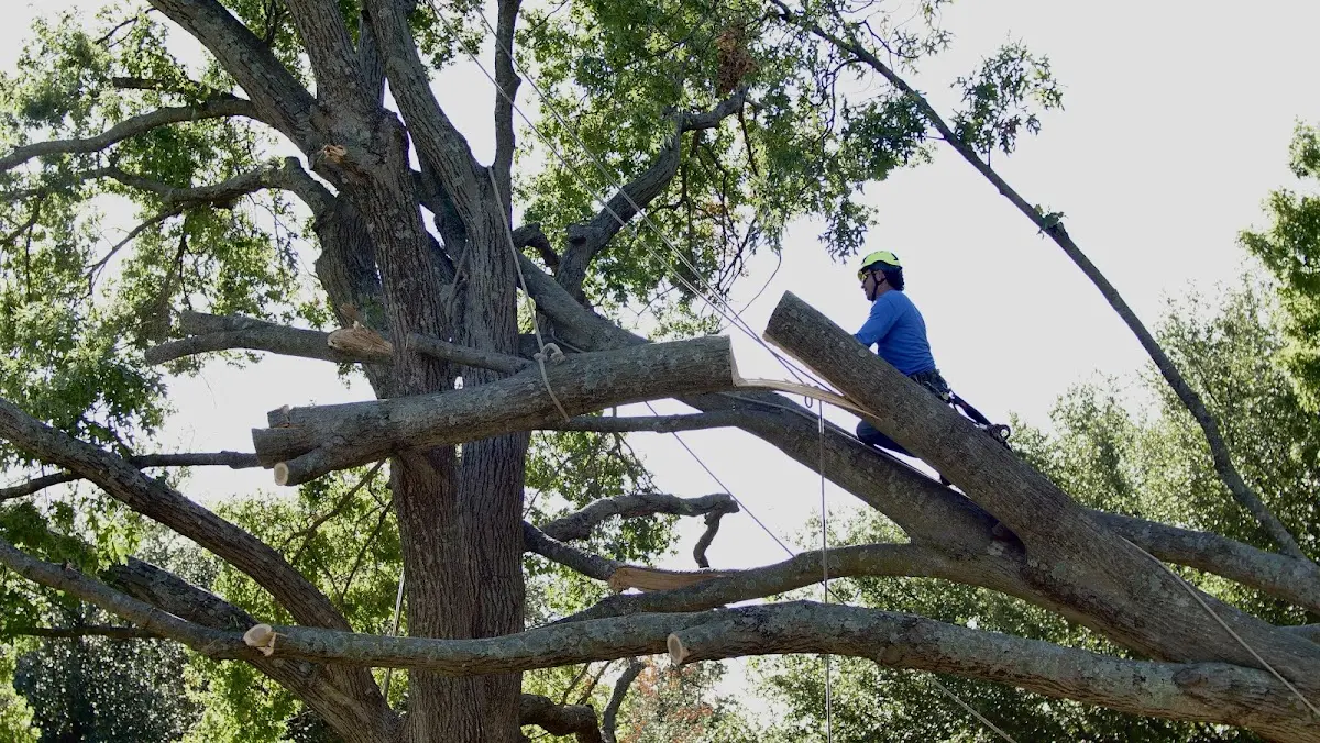 Professional Crown Thinning performed by certified arborists in Tracy City